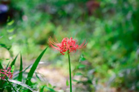 彼岸花 紫色|彼岸花（ヒガンバナ）の花言葉｜花の特徴、名前や花 